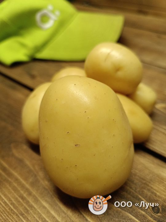 Клубень картофеля